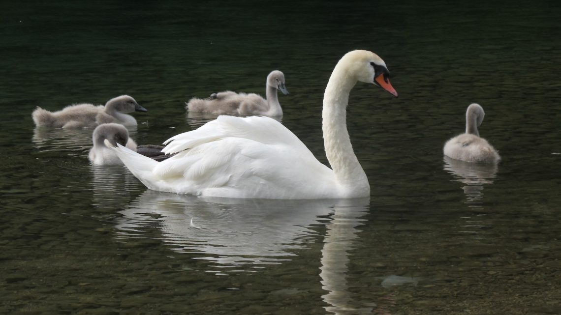 Sauver la Terre
